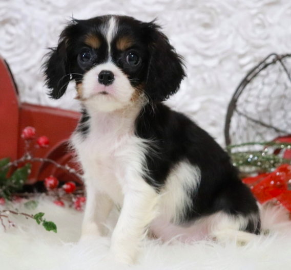 comprar cachorros sanos, baratos y asequibles para la venta